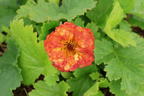 Nelkenwurz 'Alabama Slammer' - Geum chiloense 'Alabama Slammer'