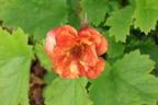 Nelkenwurz 'Alabama Slammer' - Geum chiloense 'Alabama Slammer'