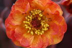 Nelkenwurz 'Alabama Slammer' - Geum chiloense 'Alabama Slammer'