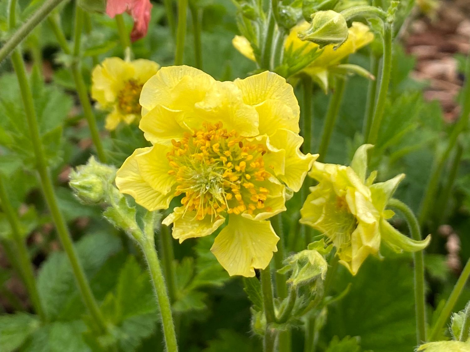 Nelkenwurz 'Banana Daiquiri' - Geum chiloense 'Banana Daiquiri'