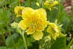 Nelkenwurz 'Banana Daiquiri' - Geum chiloense 'Banana Daiquiri'