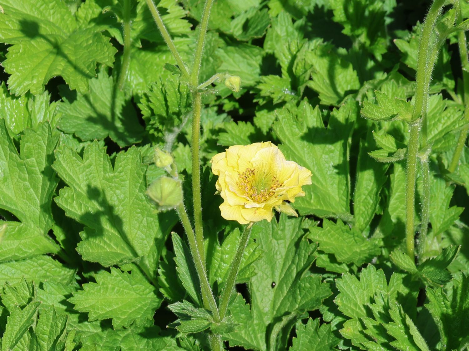 Nelkenwurz 'Banana Daiquiri' - Geum chiloense 'Banana Daiquiri'