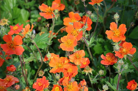 Nelkenwurz 'Borisii' - Geum coccineum 'Borisii'