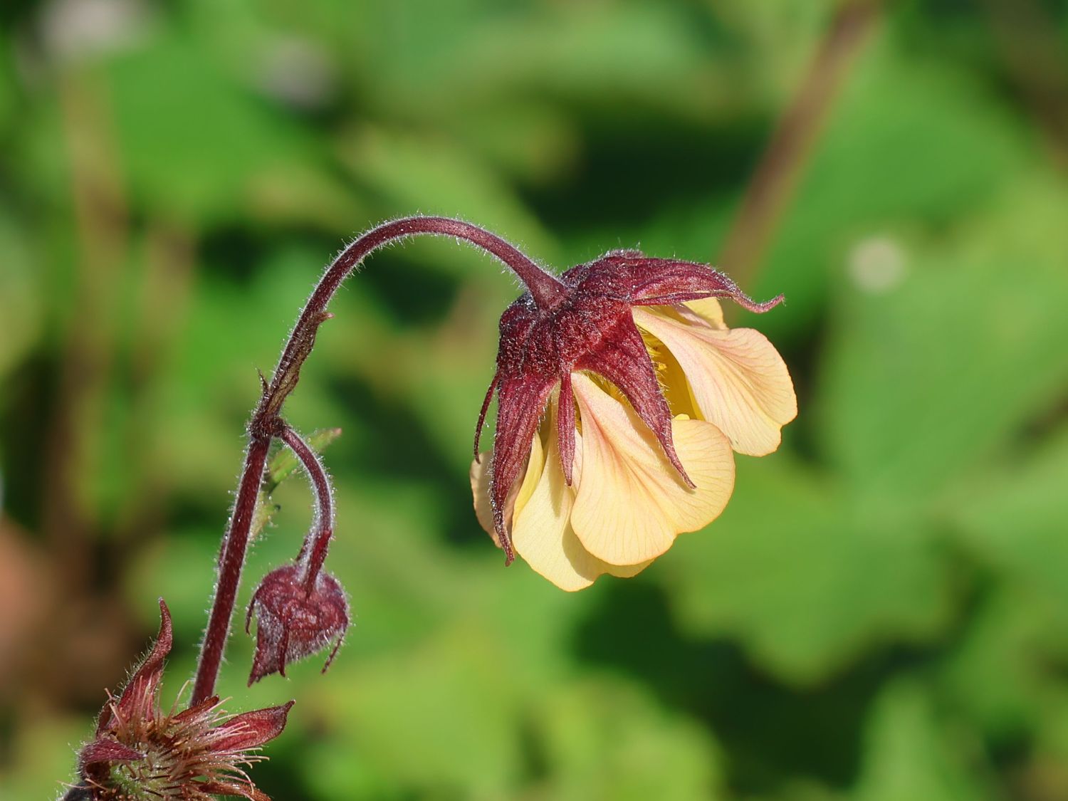 Nelkenwurz 'Carlskaer'