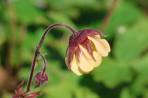 Nelkenwurz 'Carlskaer' - Geum coccineum 'Carlskaer'