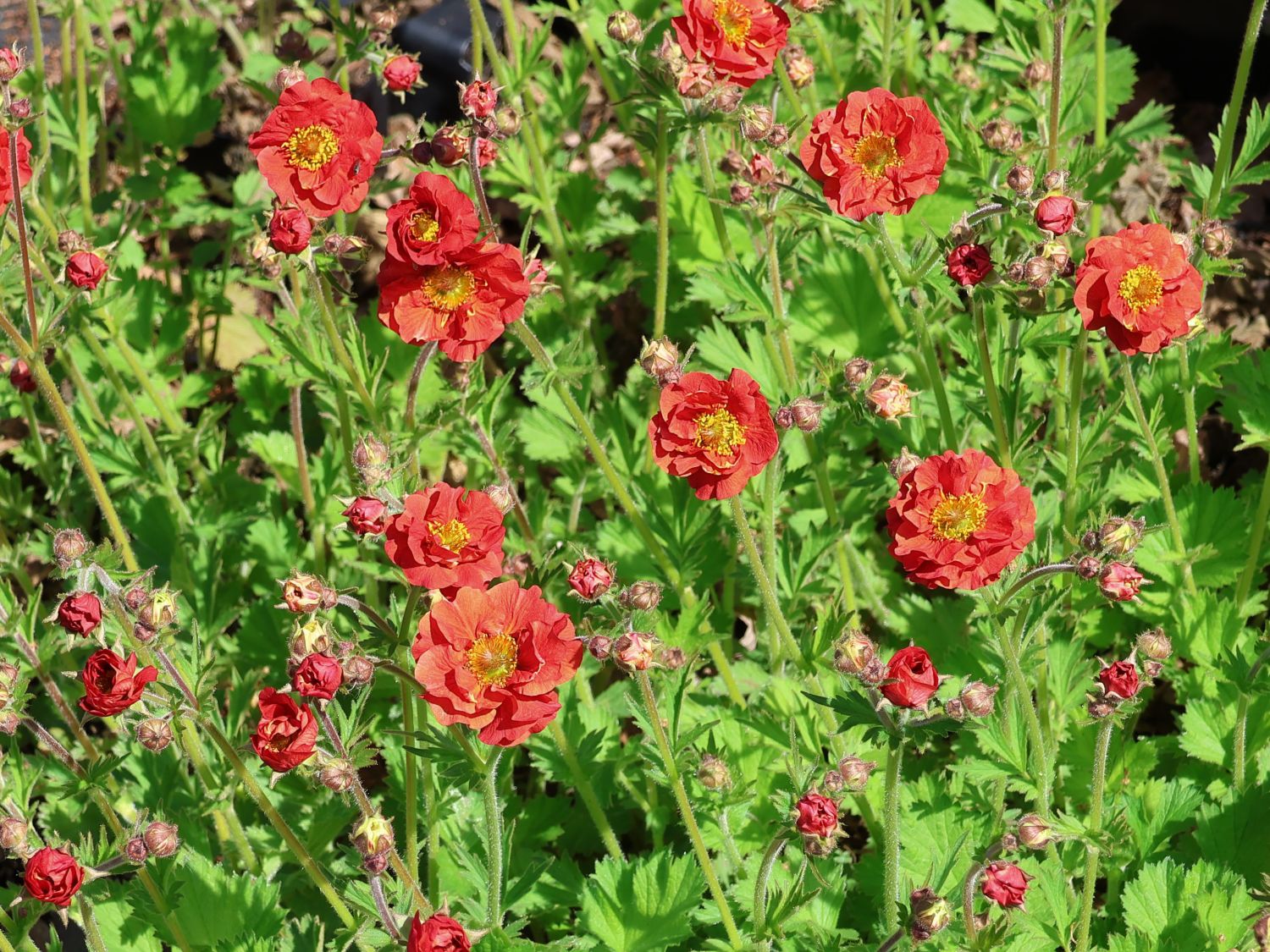 Nelkenwurz 'Fiery Tempest'