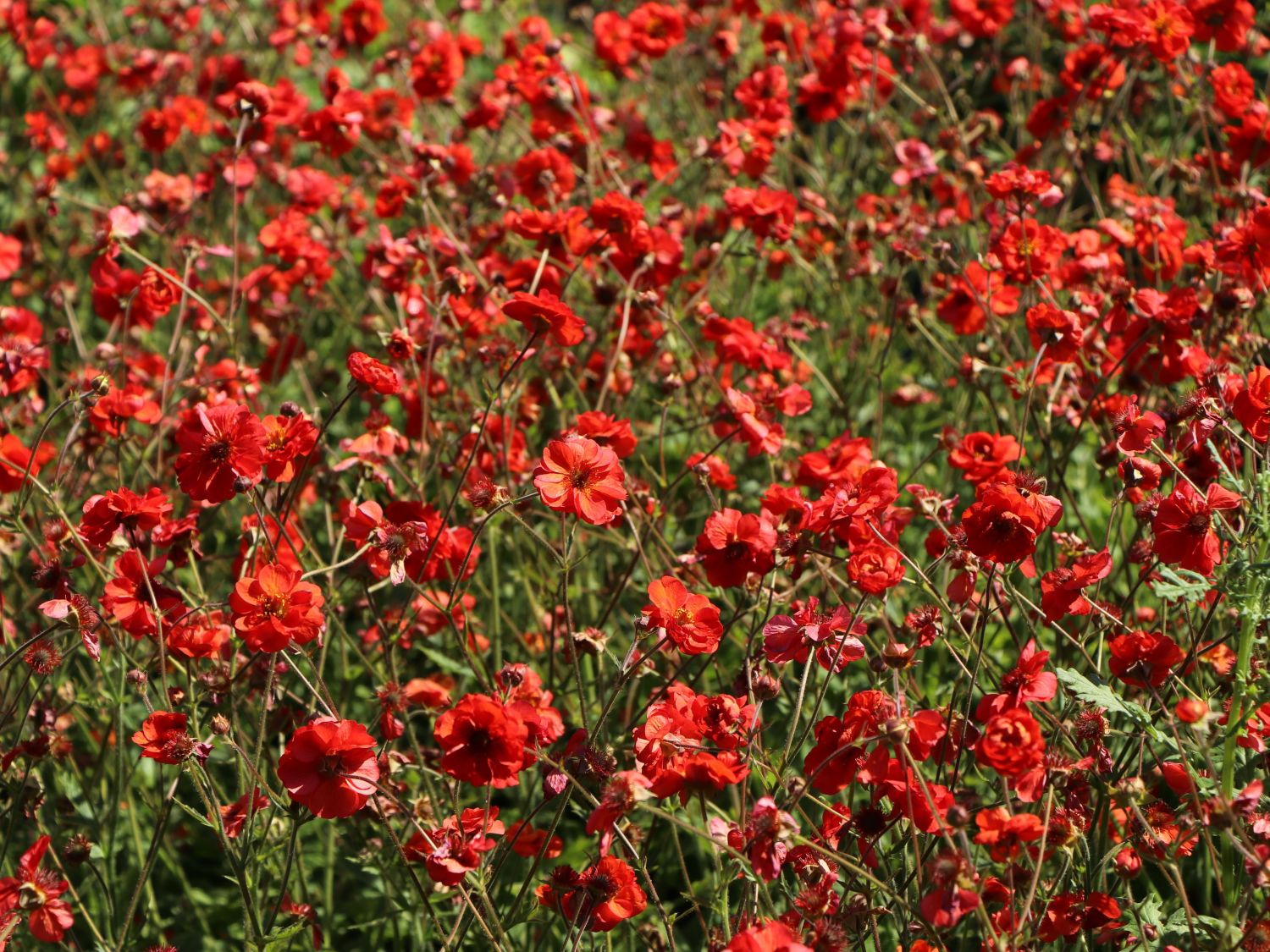Nelkenwurz 'Fiery Tempest' - Geum chiloense 'Fiery Tempest'