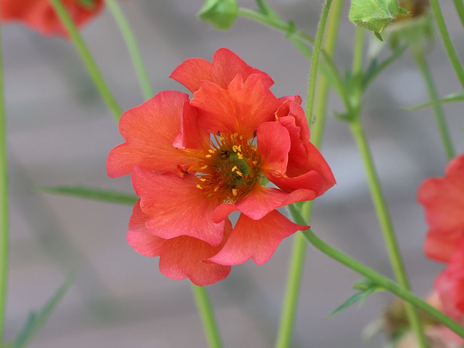 Nelkenwurz 'Fiery Tempest' - Geum chiloense 'Fiery Tempest'