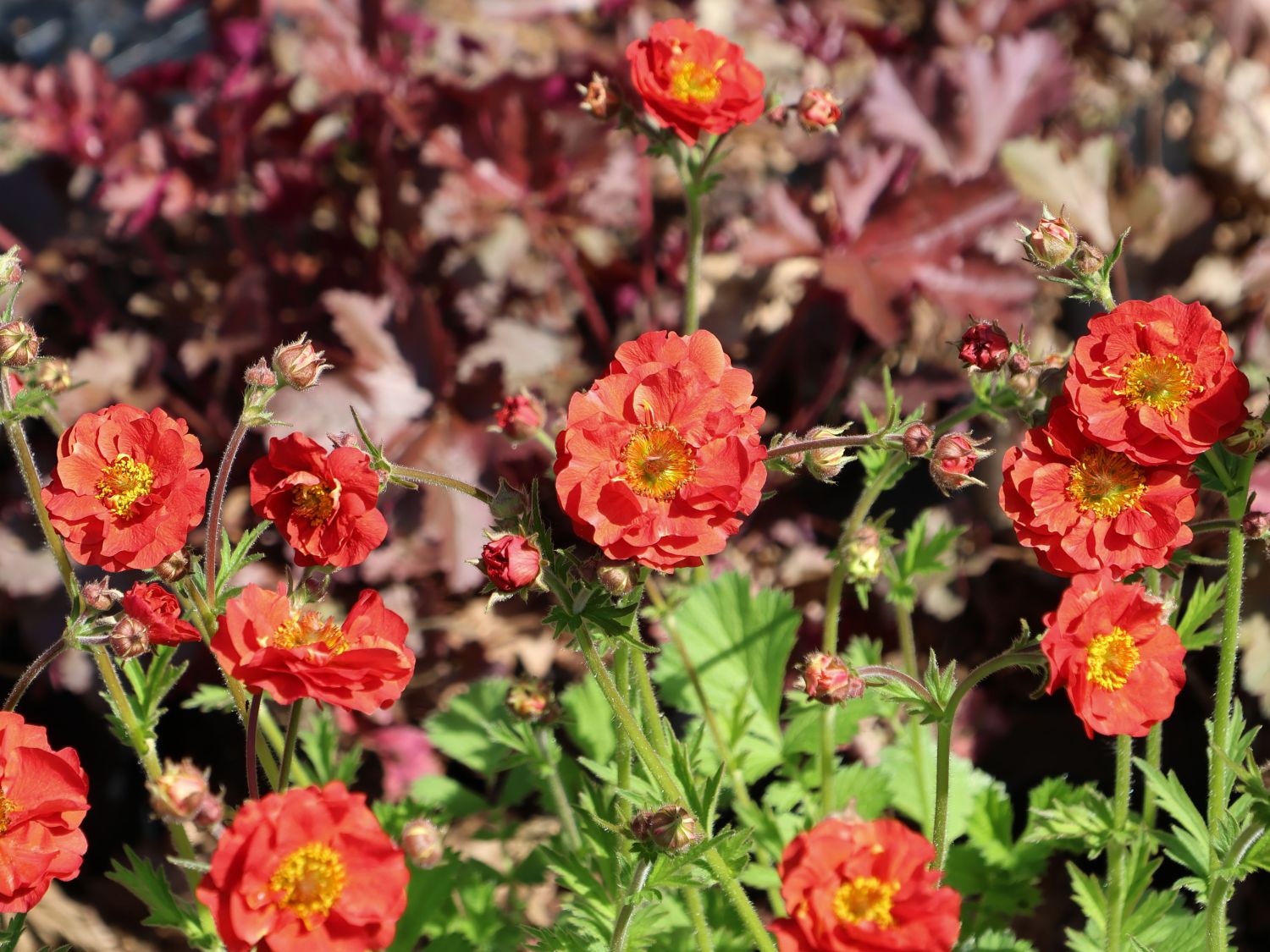 Nelkenwurz 'Fiery Tempest' - Geum chiloense 'Fiery Tempest'