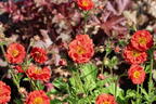 Nelkenwurz 'Fiery Tempest' - Geum chiloense 'Fiery Tempest'