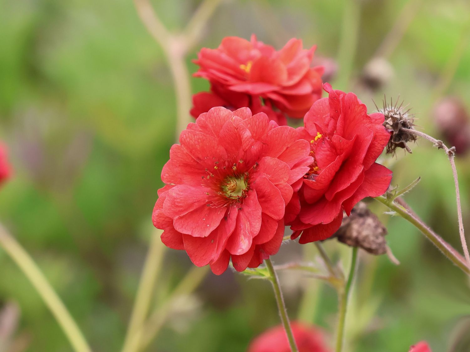 Nelkenwurz 'JFS Firestarter' ®