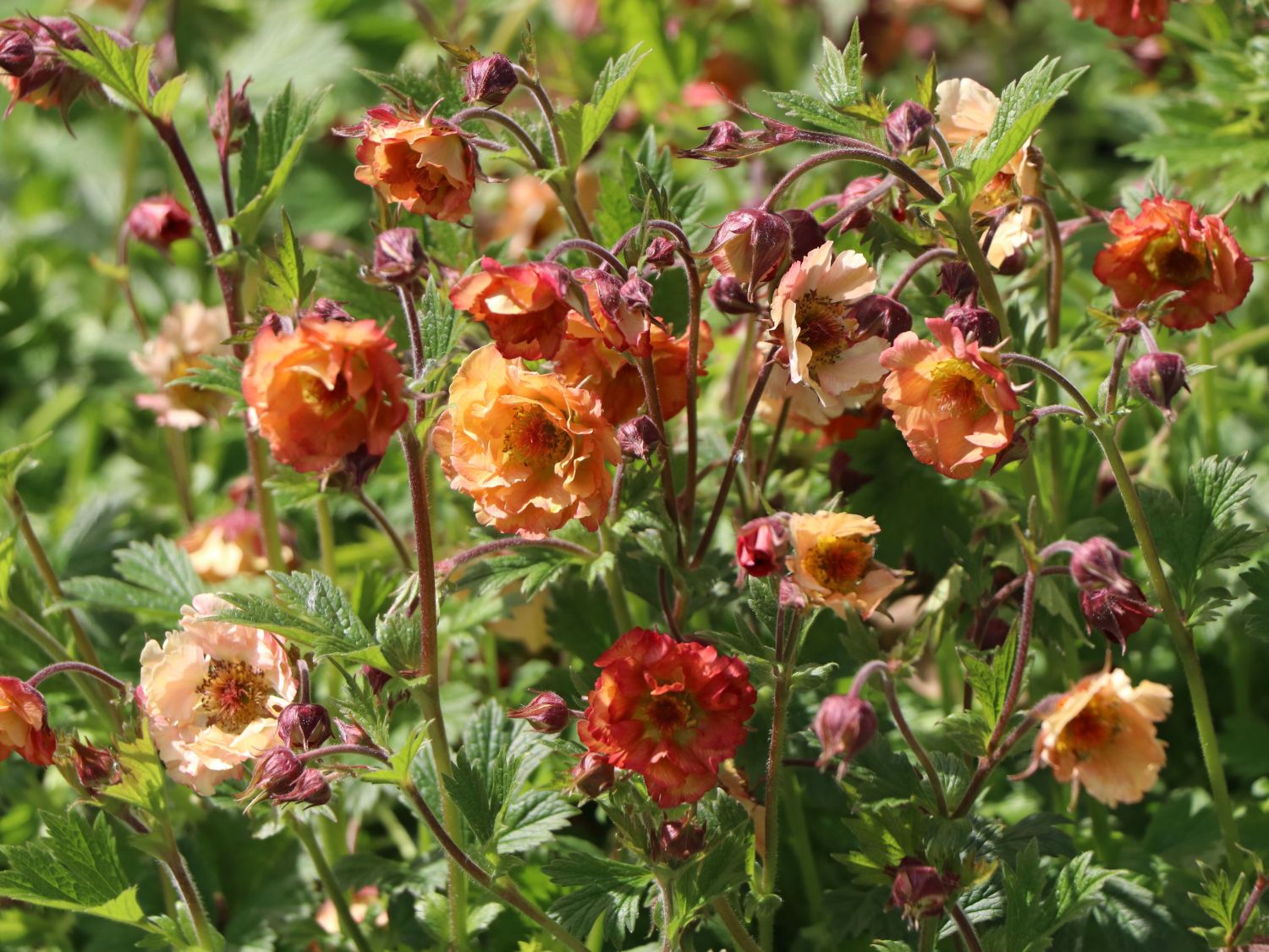 Nelkenwurz 'Mai Tai' ® - Geum chiloense 'Mai Tai' ®