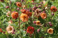 Nelkenwurz 'Mai Tai' ®