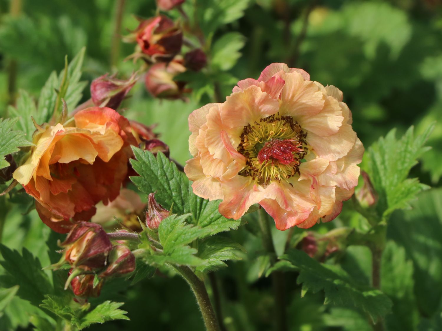 Nelkenwurz 'Mai Tai' ® - Geum chiloense 'Mai Tai' ®