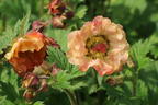 Nelkenwurz 'Mai Tai' ® - Geum chiloense 'Mai Tai' ®