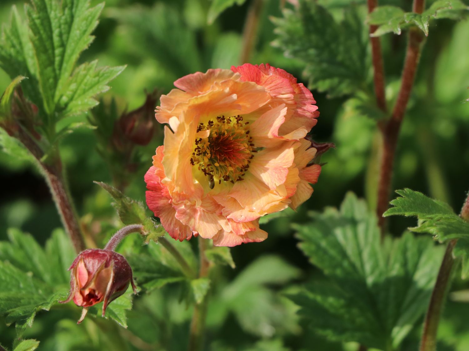 Nelkenwurz 'Mai Tai' ® - Geum chiloense 'Mai Tai' ®