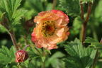 Nelkenwurz 'Mai Tai' ® - Geum chiloense 'Mai Tai' ®
