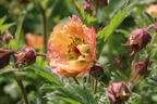 Nelkenwurz 'Mai Tai' ® - Geum chiloense 'Mai Tai' ®