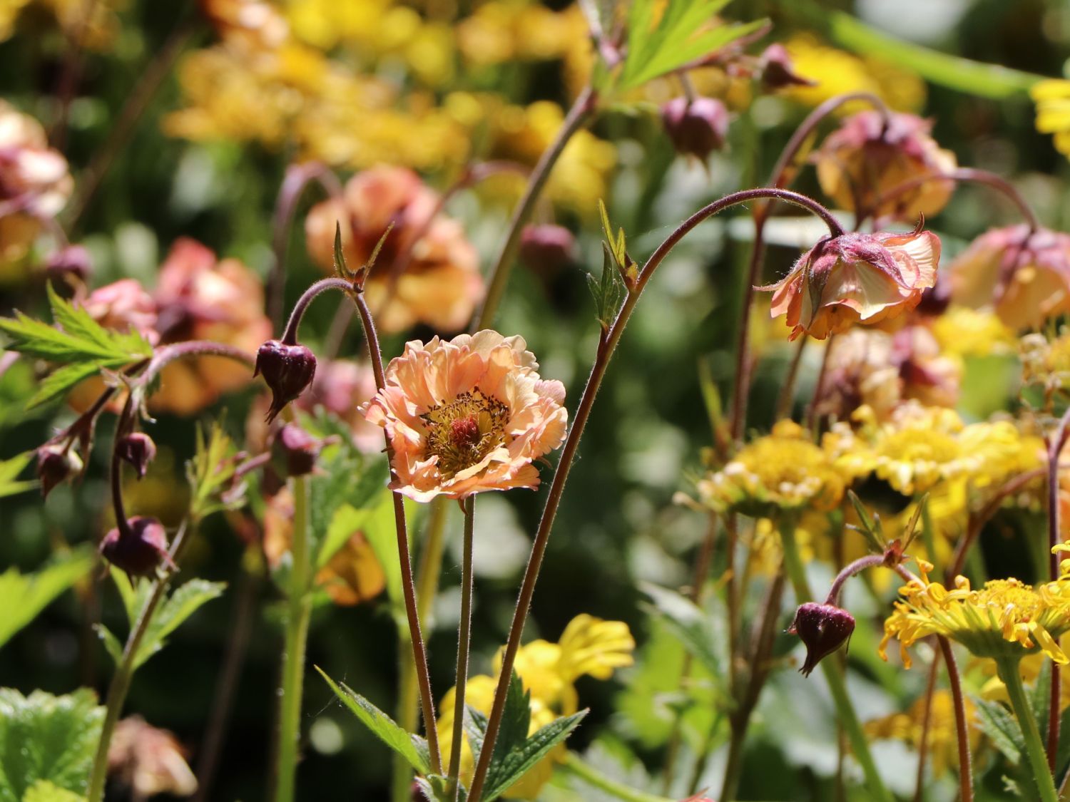 Nelkenwurz 'Mai Tai' ® - Geum chiloense 'Mai Tai' ®