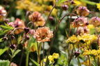 Nelkenwurz 'Mai Tai' ® - Geum chiloense 'Mai Tai' ®