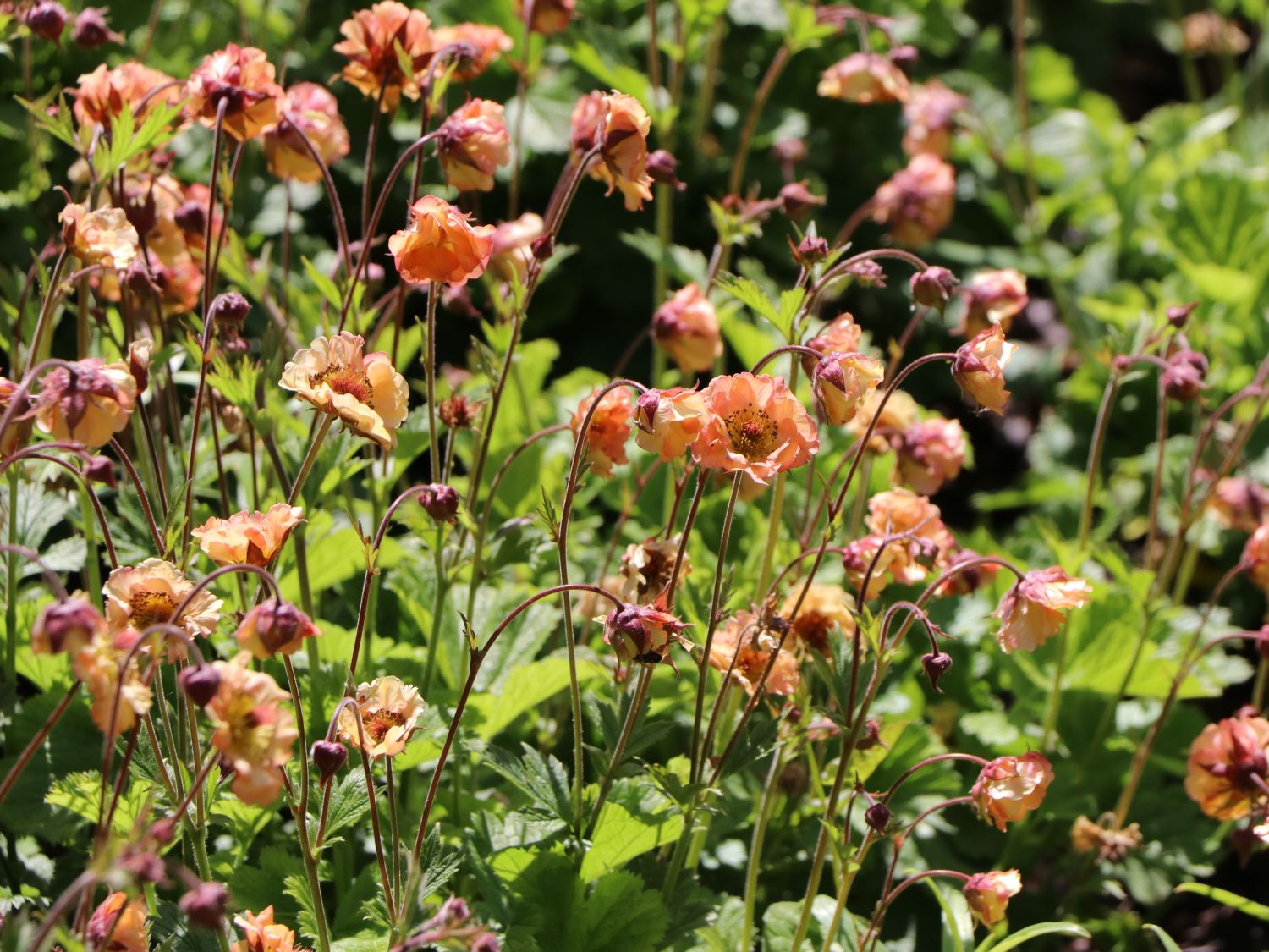Nelkenwurz 'Mai Tai' ® - Geum chiloense 'Mai Tai' ®