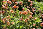Nelkenwurz 'Mai Tai' ® - Geum chiloense 'Mai Tai' ®