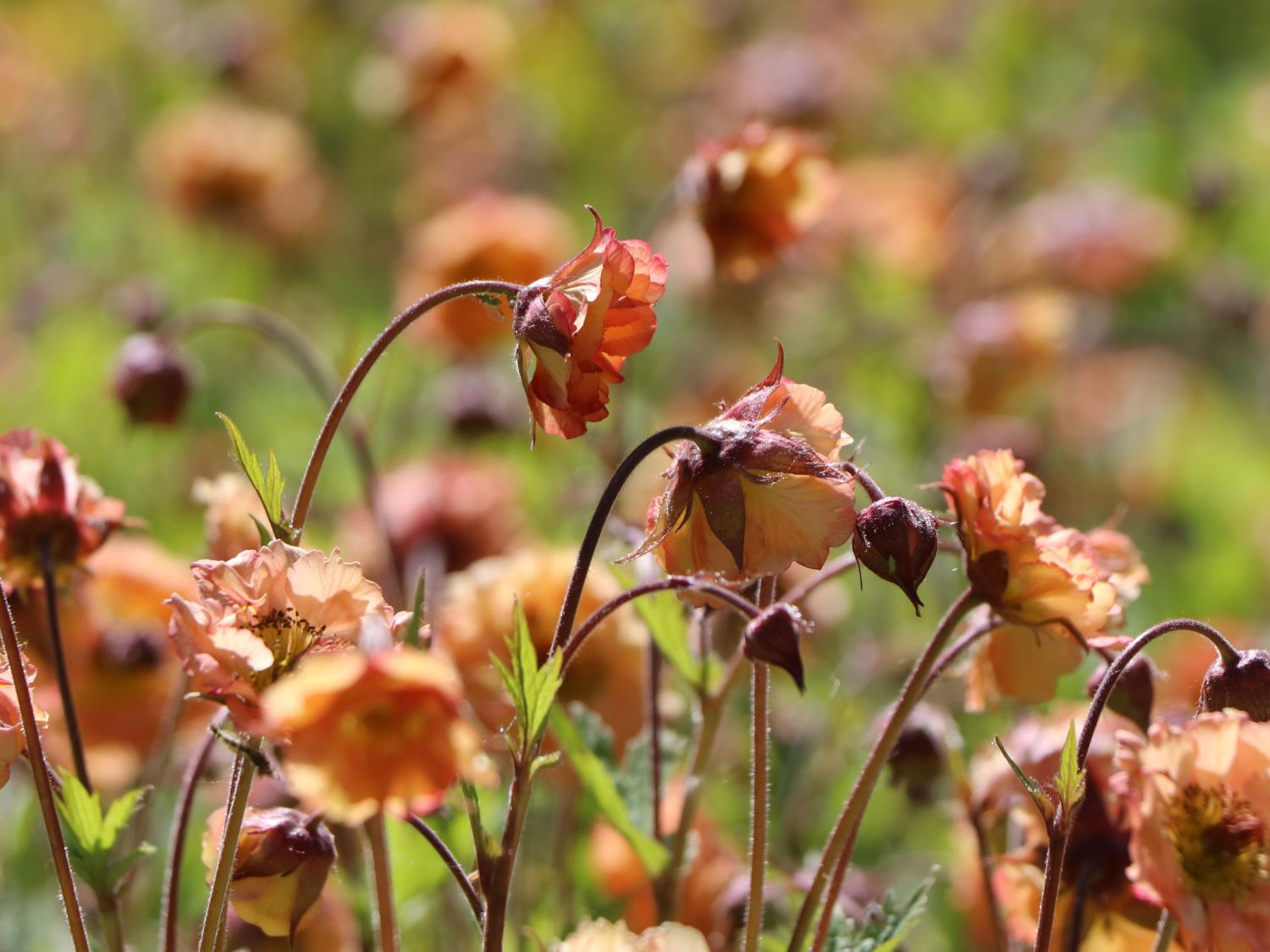 Nelkenwurz 'Mai Tai' ® - Geum chiloense 'Mai Tai' ®