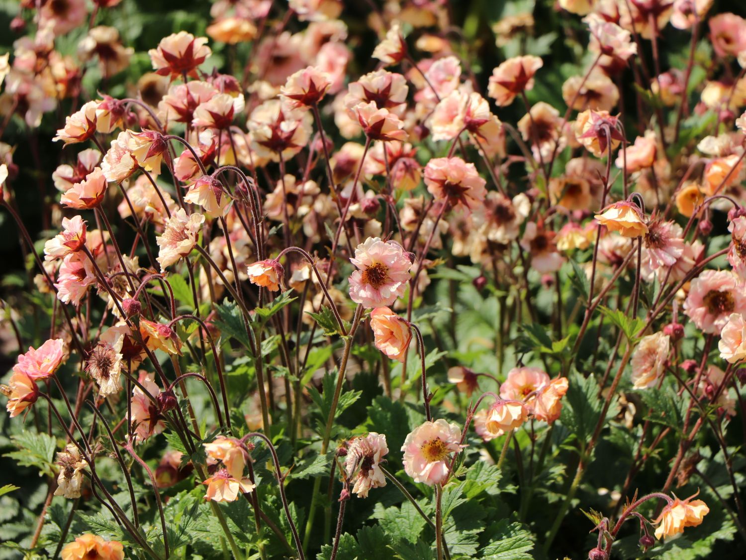 Nelkenwurz 'Mai Tai' ® - Geum chiloense 'Mai Tai' ®