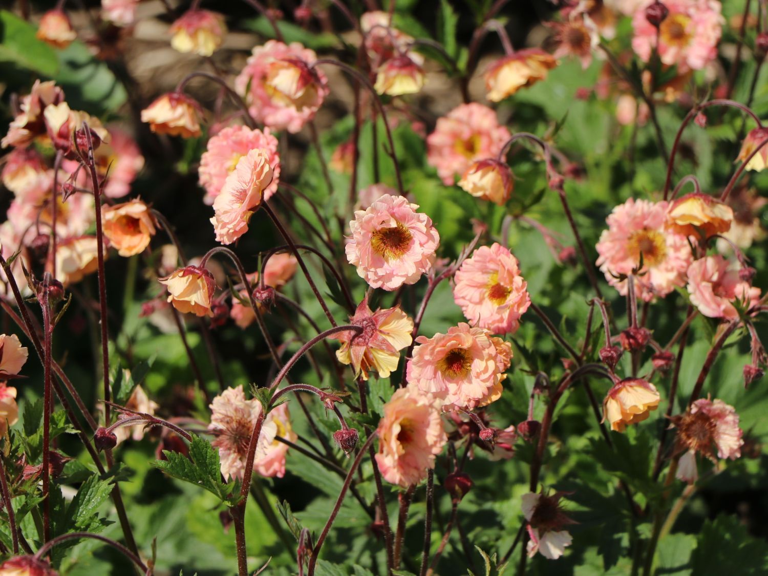 Nelkenwurz 'Mai Tai' ® - Geum chiloense 'Mai Tai' ®