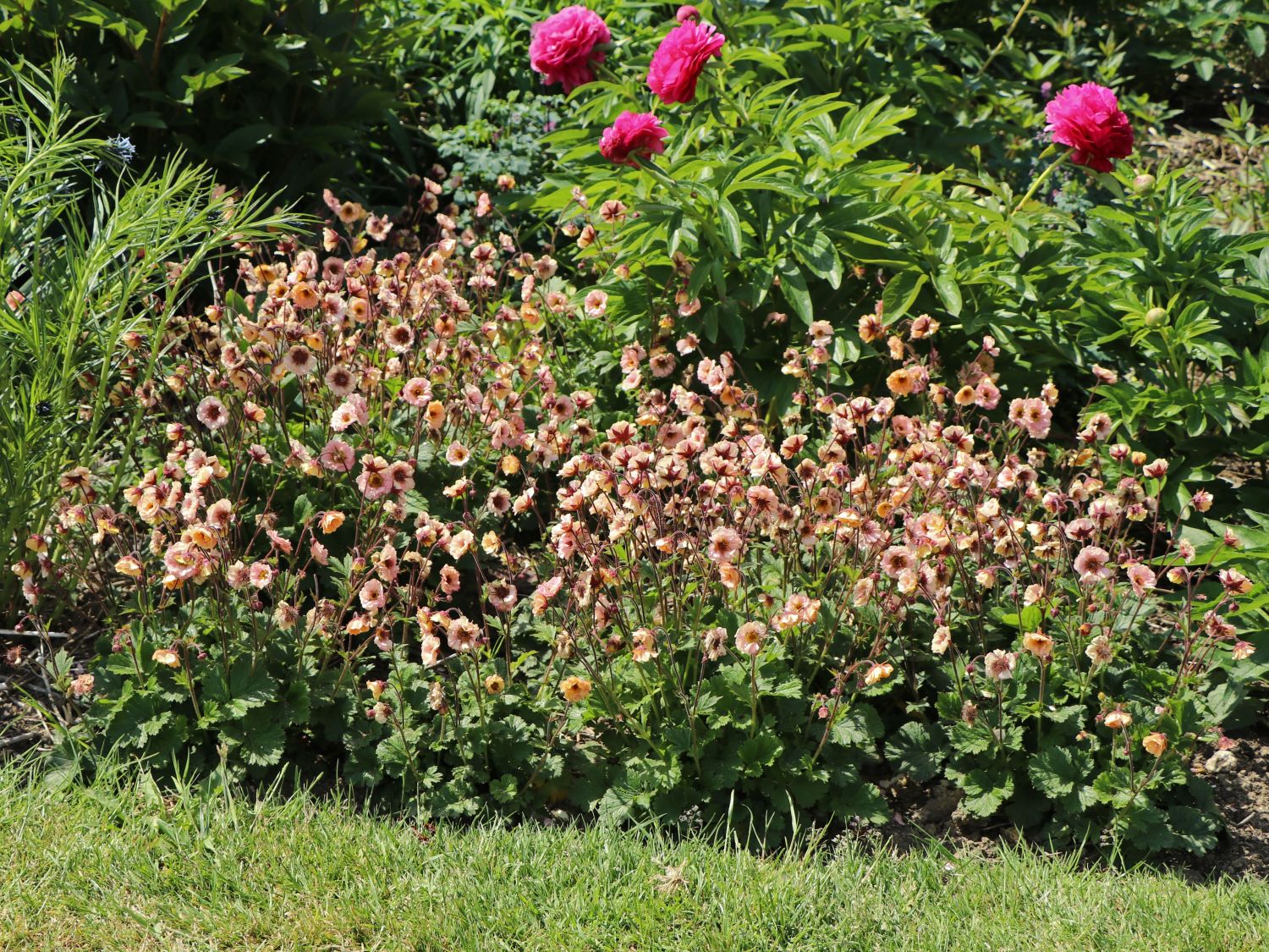 Nelkenwurz 'Mai Tai' ® - Geum chiloense 'Mai Tai' ®