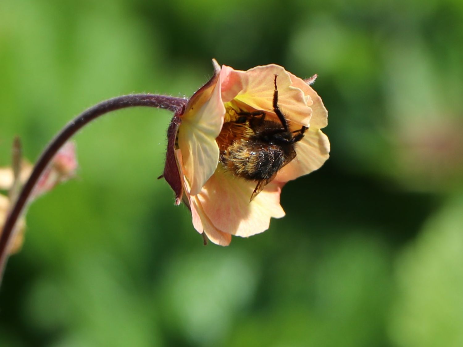 Nelkenwurz 'Mai Tai' ® - Geum chiloense 'Mai Tai' ®