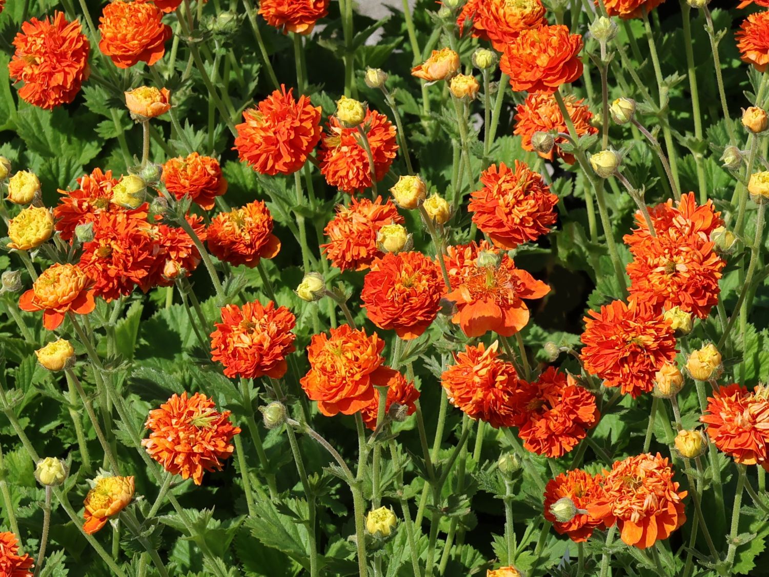 Nelkenwurz 'Orange Pumpkin'