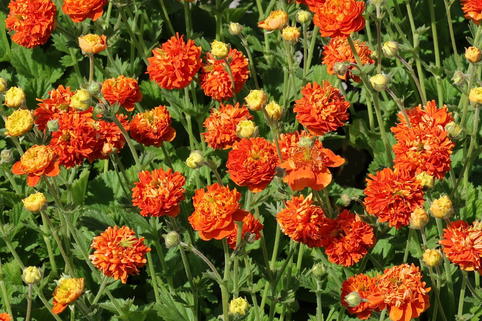 Nelkenwurz 'Orange Pumpkin' - Geum 'Orange Pumpkin'