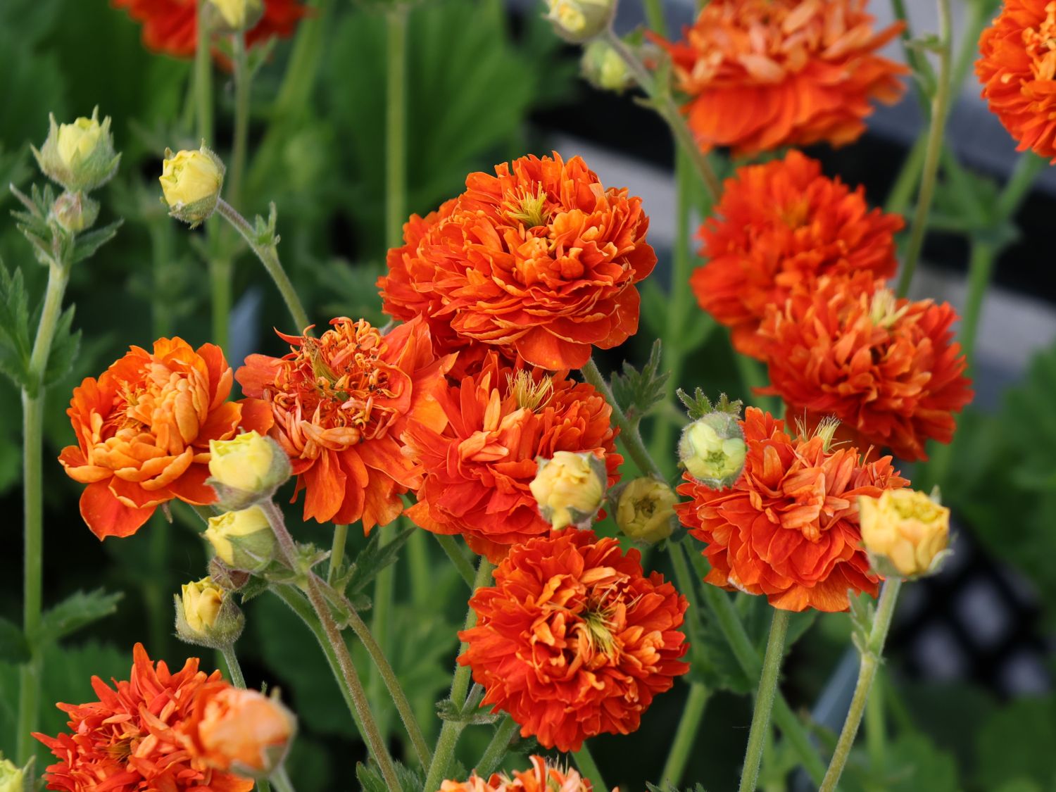 Nelkenwurz 'Orange Pumpkin' - Geum 'Orange Pumpkin'