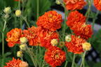 Nelkenwurz 'Orange Pumpkin' - Geum 'Orange Pumpkin'