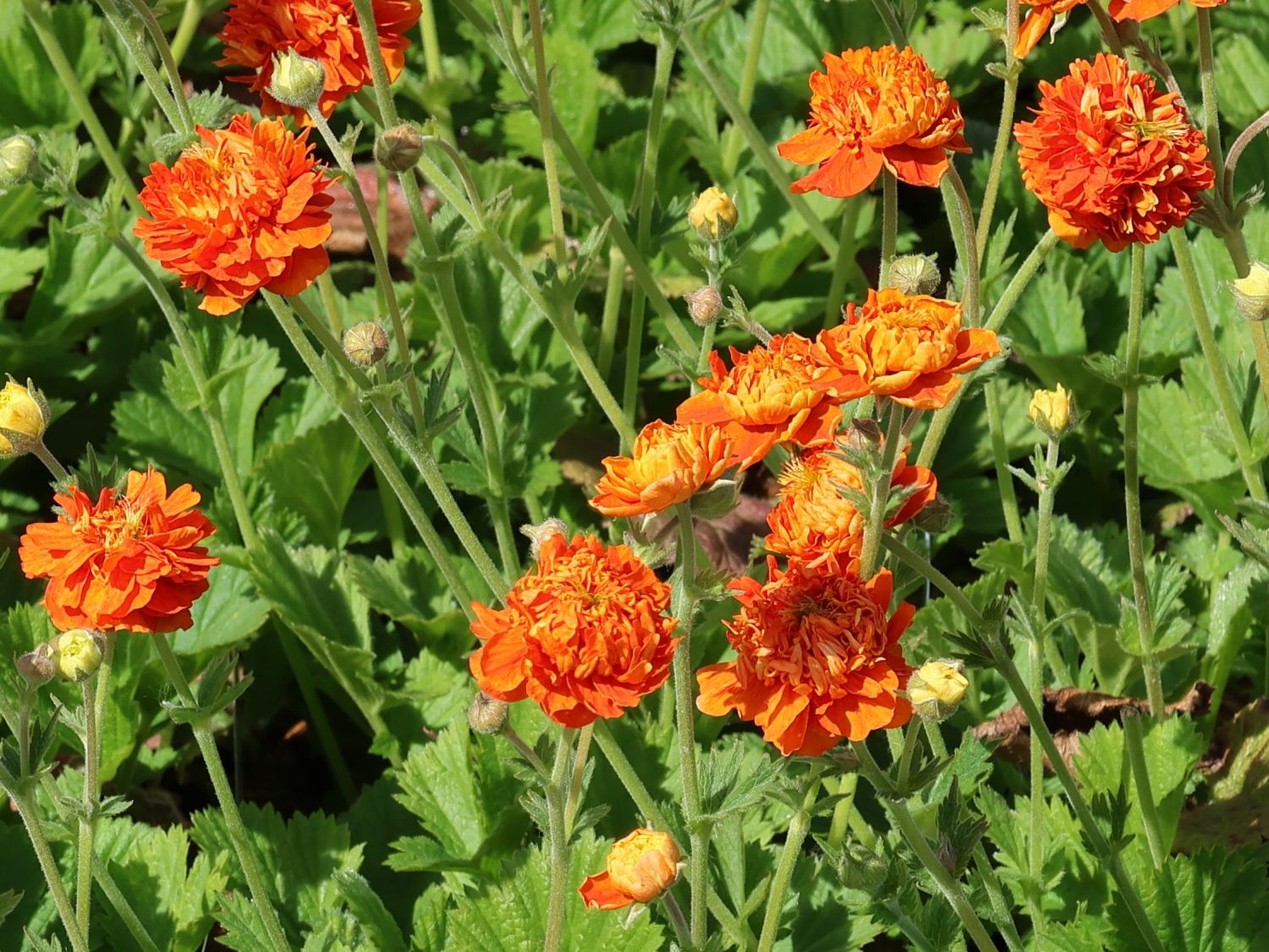 Nelkenwurz 'Orange Pumpkin' - Geum 'Orange Pumpkin'