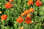 Nelkenwurz 'Orange Pumpkin' - Geum 'Orange Pumpkin'