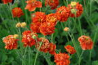 Nelkenwurz 'Orange Pumpkin' - Geum 'Orange Pumpkin'