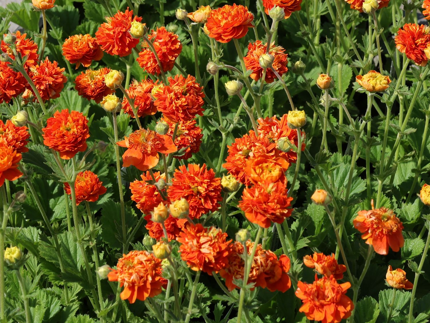 Nelkenwurz 'Orange Pumpkin' - Geum 'Orange Pumpkin'