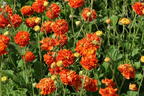Nelkenwurz 'Orange Pumpkin' - Geum 'Orange Pumpkin'