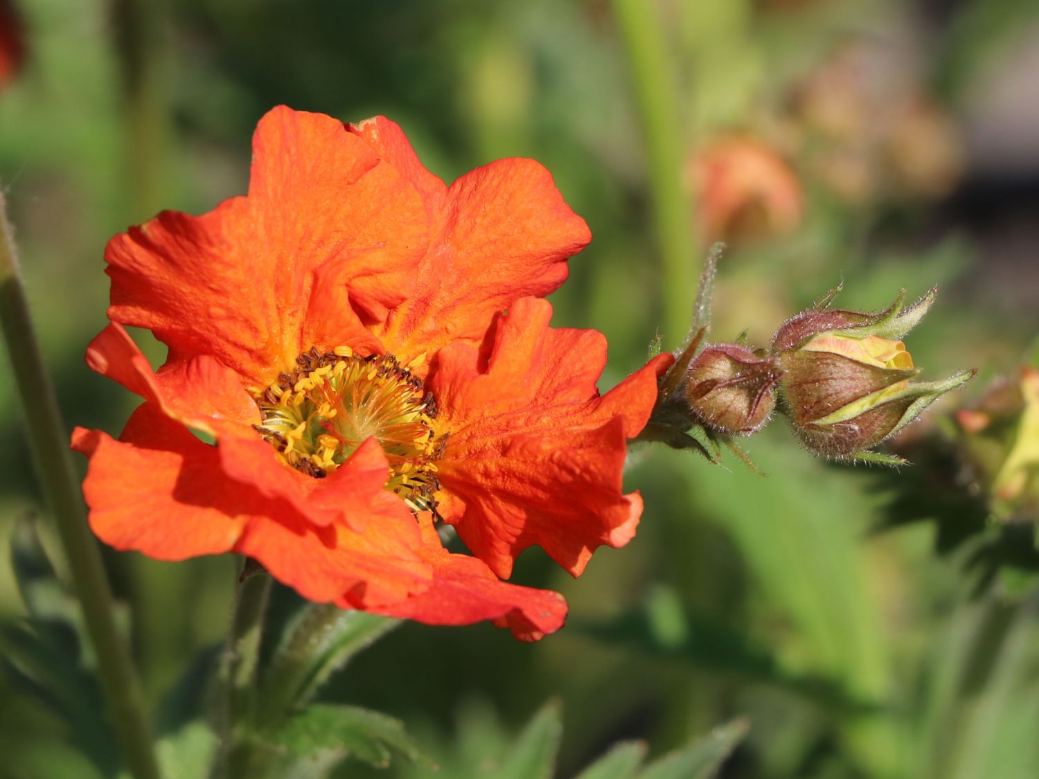 Nelkenwurz 'Rubin' - Geum chiloense 'Rubin'