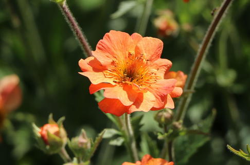Nelkenwurz 'Totally Tangerine' - Geum coccineum 'Totally Tangerine'