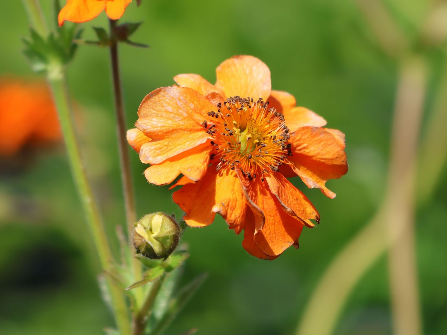Nelkenwurz 'Totally Tangerine' - Geum coccineum 'Totally Tangerine'