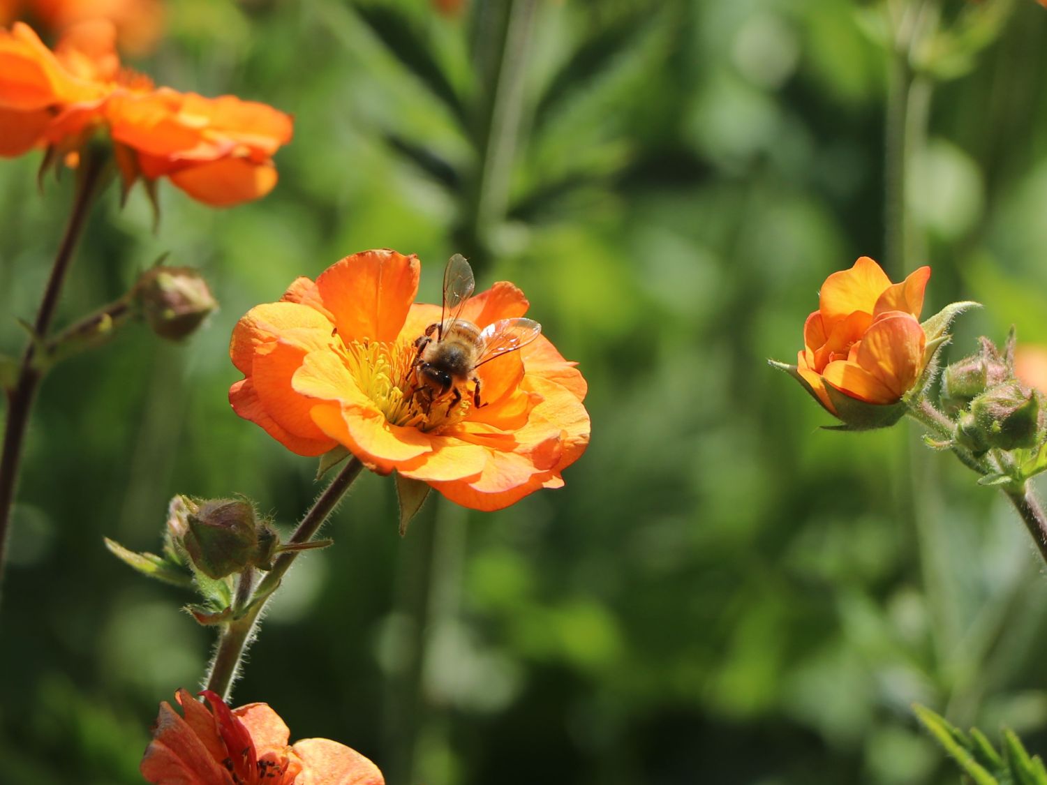 Nelkenwurz 'Totally Tangerine' - Geum coccineum 'Totally Tangerine'