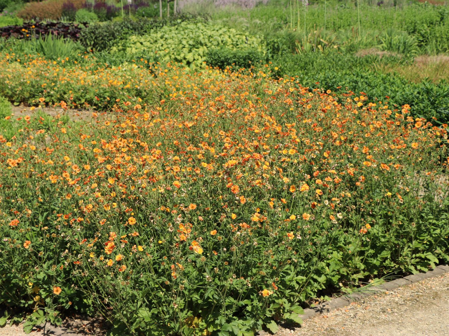 Nelkenwurz 'Totally Tangerine' - Geum coccineum 'Totally Tangerine'