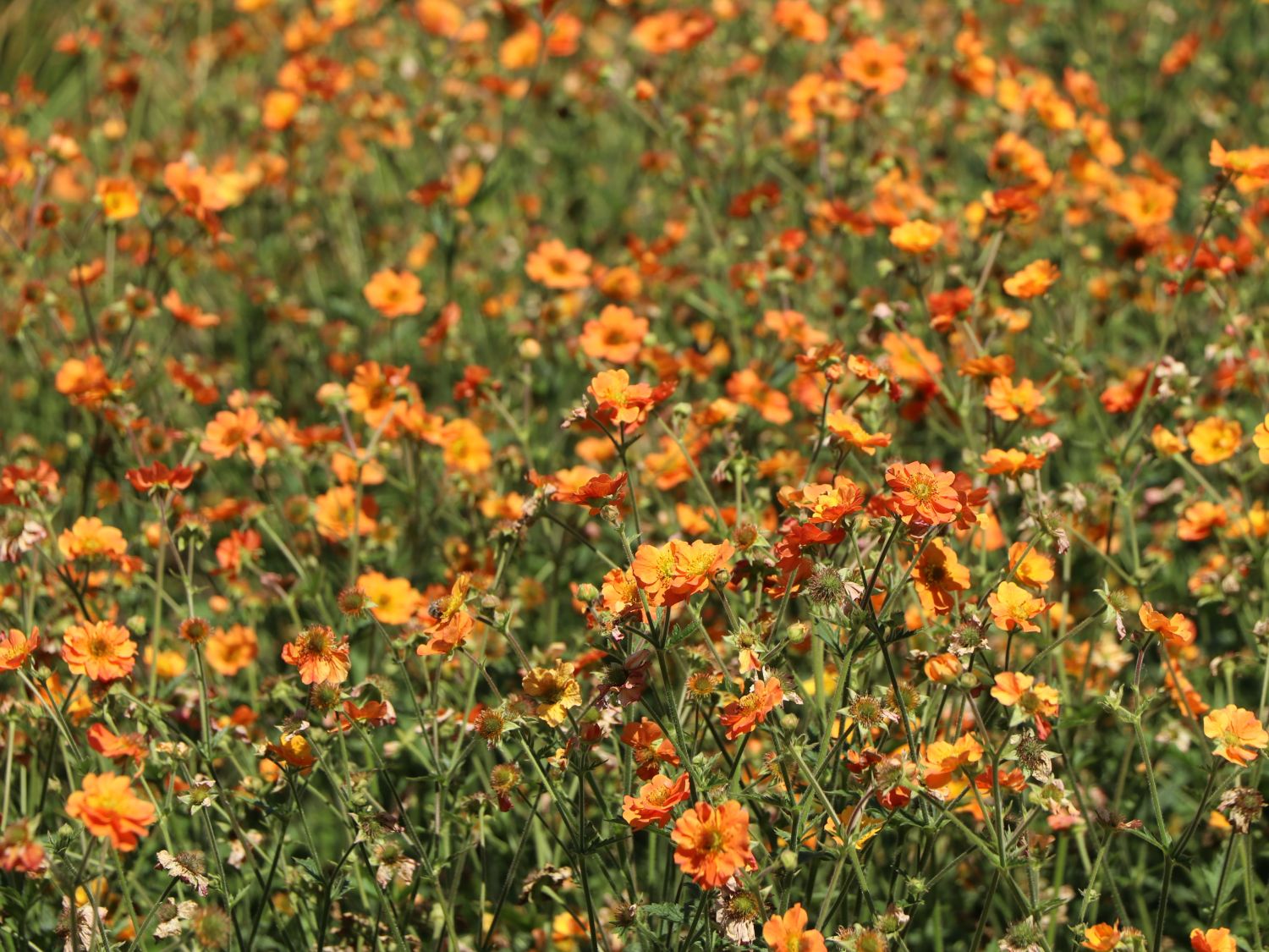 Nelkenwurz 'Totally Tangerine' - Geum coccineum 'Totally Tangerine'