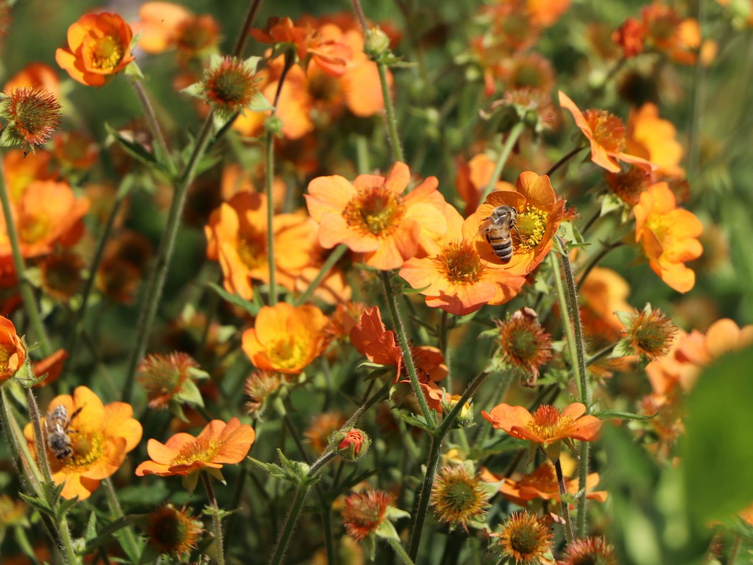 Nelkenwurz 'Totally Tangerine' - Geum coccineum 'Totally Tangerine'