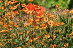 Nelkenwurz 'Totally Tangerine' - Geum coccineum 'Totally Tangerine'