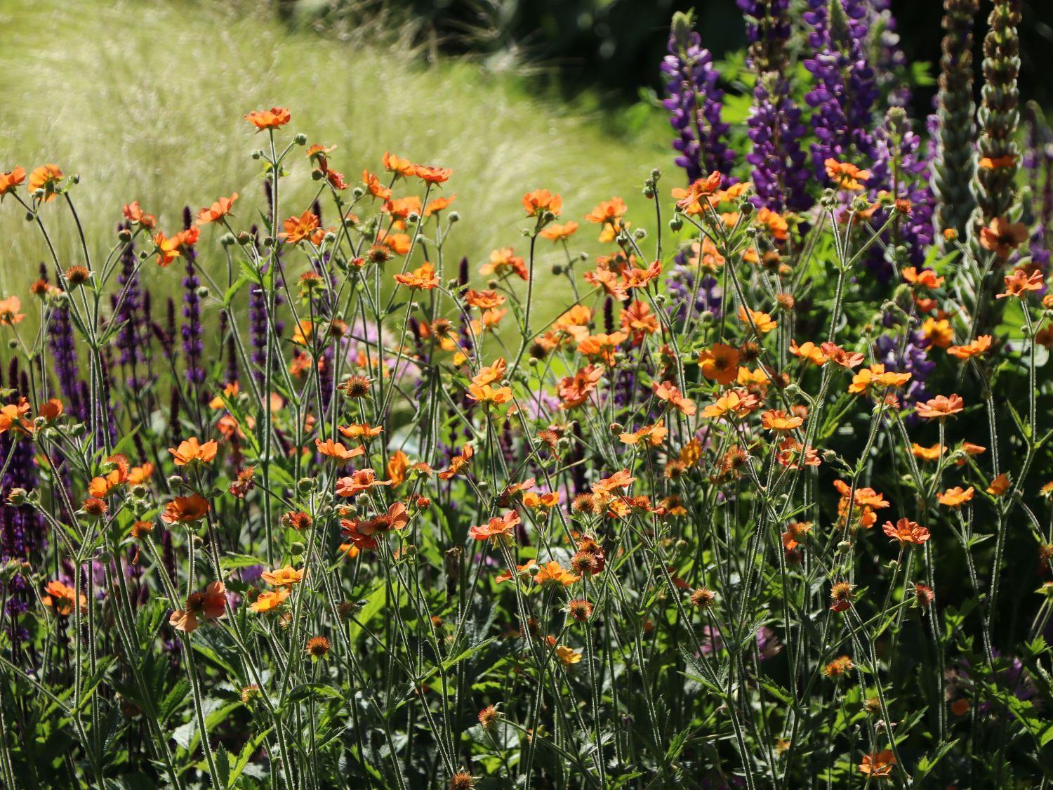Nelkenwurz 'Totally Tangerine' - Geum coccineum 'Totally Tangerine'
