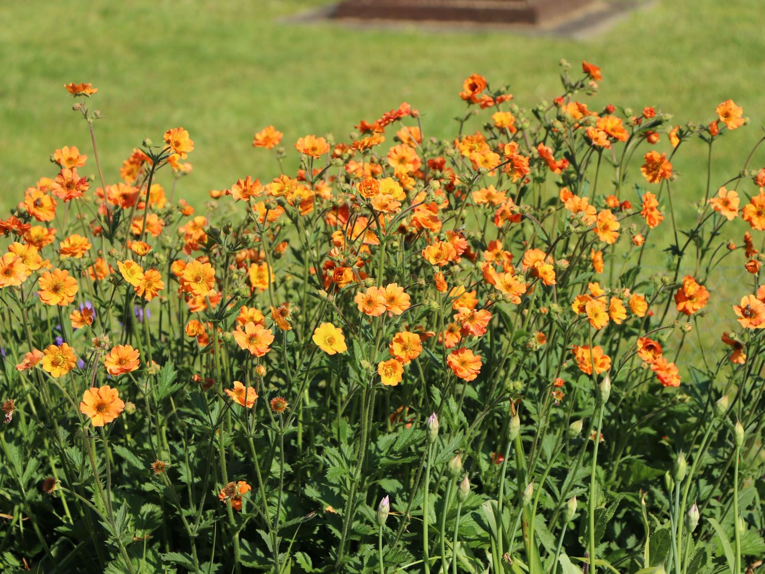 Nelkenwurz 'Totally Tangerine' - Geum coccineum 'Totally Tangerine'